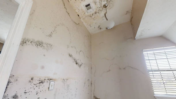 Best Industrial Mold Remediation  in Rockledge, FL