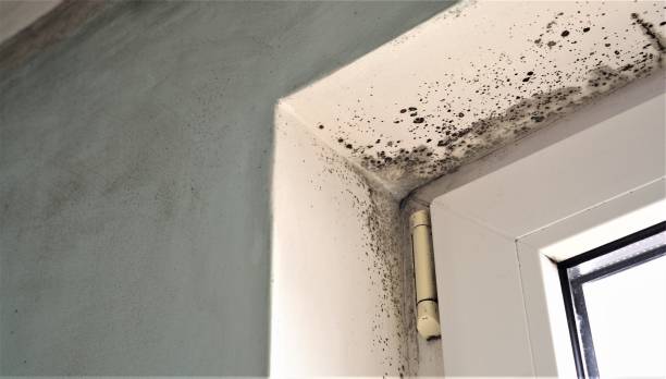 Rockledge, FL Mold Removal Company