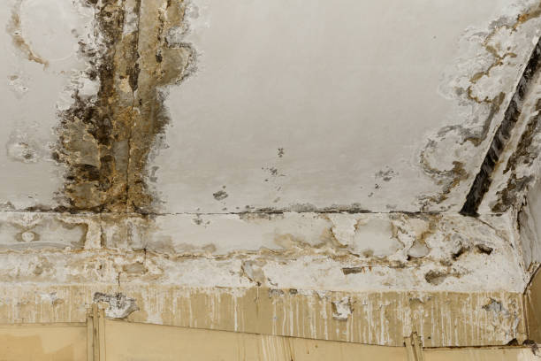 Best Environmental Consulting for Mold Prevention  in Rockledge, FL