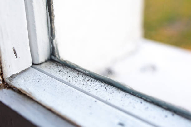 Best Mold Prevention Services  in Rockledge, FL