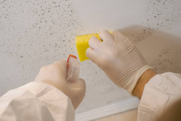 Best Mold Remediation for Healthcare Facilities  in Rockledge, FL