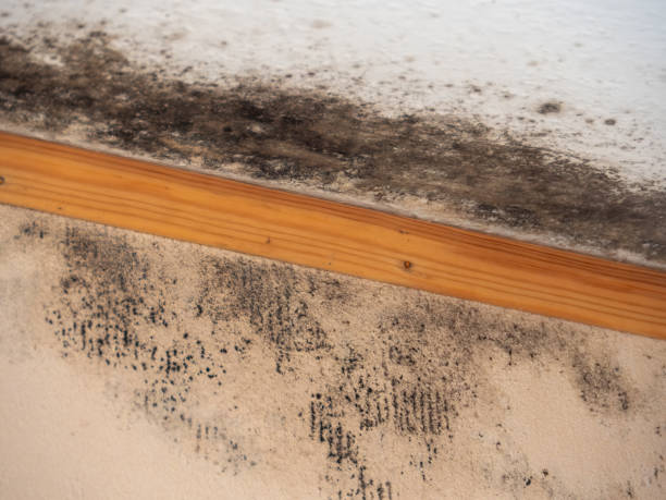 Best Post-Construction Mold Inspection  in Rockledge, FL