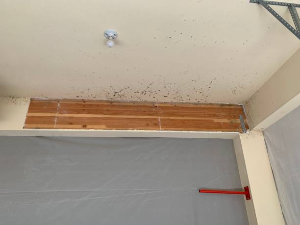  Rockledge, FL Mold Removal Pros