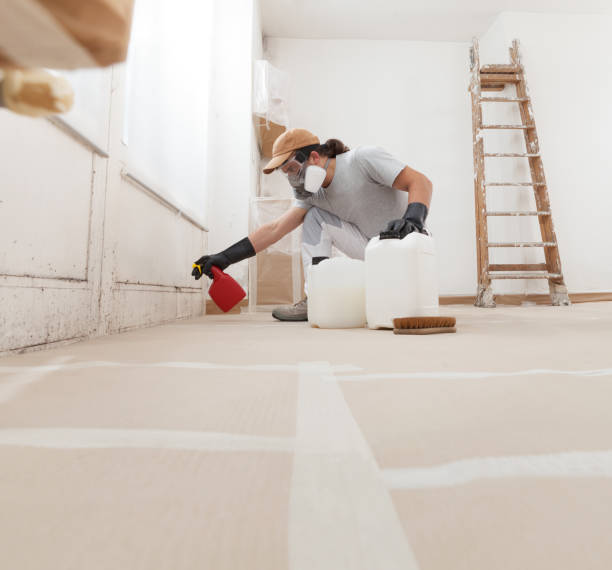 Best Mold Damage Restoration  in Rockledge, FL