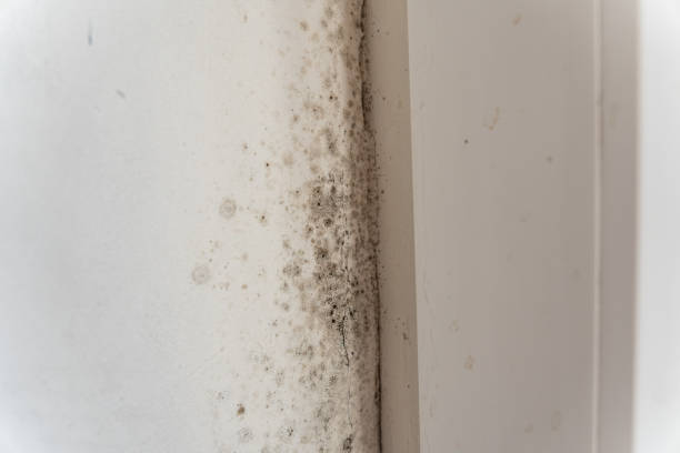 Best Post-Remediation Verification Testing  in Rockledge, FL