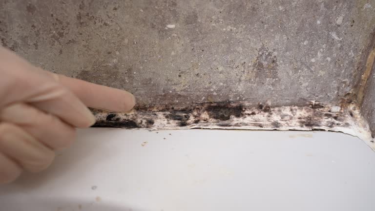 Best Black Mold Removal  in Rockledge, FL