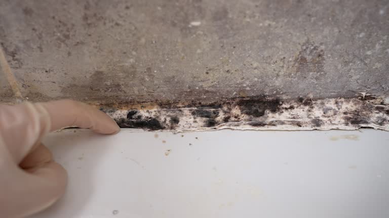 Best Indoor Air Quality Assessment  in Rockledge, FL