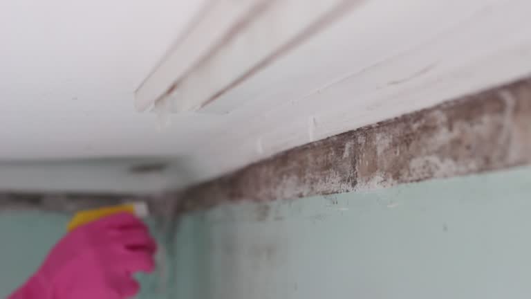 Best Attic Mold Removal  in Rockledge, FL